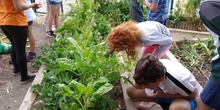 2019_06_07_Los alumnos de Quinto observan los insectos del huerto_CEIP FDLR_Las Rozas 20