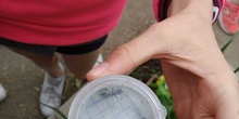 2019_06_07_Los alumnos de Quinto observan los insectos del huerto_CEIP FDLR_Las Rozas 8
