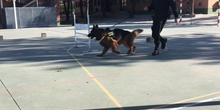 La Unidad Canina de la Policia Municipal de Las Rozas visita el cole_CEIP FDLR_Las Rozas_2017  5